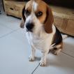 Reiko, Beagle