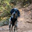 Rydag, Setter Inglés