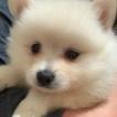 Lolla, Keeshond