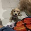 Honey, Cocker Spaniel Inglés