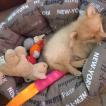 Pistache, Keeshond