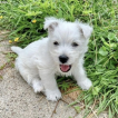 Upsilon, West highland white terrier