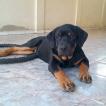 Baruck, Rottweiler