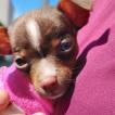 Meg, Pinscher (Alemán)