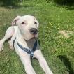 Uzay, Dogue Argentin