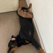 Lucy, Rottweiler