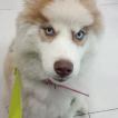Zoe, Siberian Husky