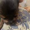 Ulamie, Yorkshire Terrier