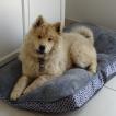 Umi, Eurasier