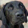 Frida, Labrador Retriever