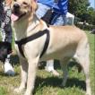 Diego, Labrador Retriever