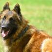 Sirius, Tervuren Belge