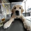 Georges, Golden Retriever