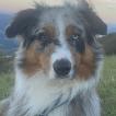 Tyler, Australian Shepherd