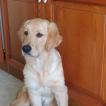 ROCKY, Golden Retriever