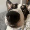 Jack, Border Collie
