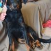 URKA DE LA VALLEE DES FEUX ARGENTES, Beauceron