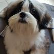 Maya, Shih Tzu