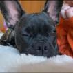 Tessa, Bouledogue francese
