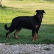 SAROUK, Beauceron