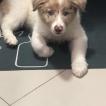 Mike, Border Collie