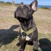 Marley, Bouledogue Français