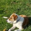 Uno, Border Collie
