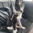 TERRA, Border Collie