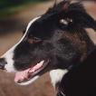 Ulysse, Border Collie