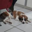 Dona Nana, Otros perros