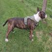 Ulko, Bull Terrier