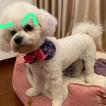 Lulu, Bichón