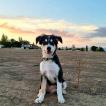 LUCA, Border Collie