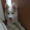 Mike, Husky Siberiano