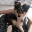 Yuna, Cane da pastore scozzese Shetland