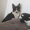 Ragnar, Border Collie