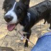 Maya, Border Collie