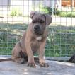 Usher, Cane Corso
