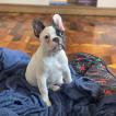Stella, Bouledogue Français