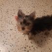 Ulya, Yorkshire Terrier