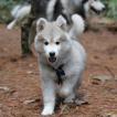 Humbolth, Husky Siberiano