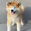 AKI, Akita Inu