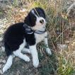 UNO, Border Collie