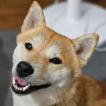 Shiro, Shiba