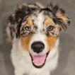 Uki, Australian Shepherd