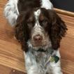 Bella, English Springer Spaniel