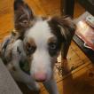 Odin, Border Collie