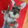 Tito, Schnauzer nano