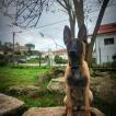 GAIA DE TENEBRIS STELLAM, Pastor Belga Malinois
