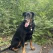 Beauce, Beauceron Beauce Shepherd